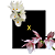 Catasetum Pileatum Albo x Pileatum Roseum - Imagem 1