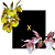 Catasetum Pileatum Amarelo x Pileatum Roseum - Imagem 1