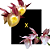 Catasetum Renato Fererira x Pileatum Roseum - Imagem 1