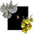 Catasetum Susan Fuchs Claro x Pileatum Amarelo - Imagem 1