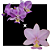 Cattleya Nobilior Amaliae Morena dos olhos azuis x Coerulea Kryptonita - Imagem 1
