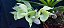 Catasetum João Stivali x Susan Fuchs - na Bolacha de Ipé - Adulta-2114743 - Imagem 2