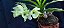 Catasetum João Stivali x Susan Fuchs - na Bolacha de Ipé - Adulta-2114743 - Imagem 3