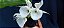 Catasetum João Stivali x Susan Fuchs -  Adulta-2114744 - Imagem 2
