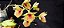 Catasetum Expansum - Adulta - Imagem 1