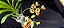 Catasetum Expansum - Adulta - Imagem 2