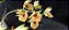 Catasetum Expansum - Adulta - Imagem 4