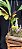 Catasetum Pearl Jam Amarelo no Cachepo de Madeira de Lei - Adulta - Imagem 3