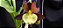Catasetum Pearl Jam Amarelo no Cachepo de Madeira de Lei - Adulta - Imagem 4