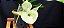 Catasetum Pileatum albo x Durval ferreira albo -  Adulta - Imagem 1