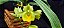 Catasetum Saccatum x Pileatum - Amarelo - Adulta - Imagem 2