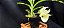Catasetum Susan Fuchs - Claro -  Adulta - Imagem 4