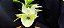 Catasetum Susan Fuchs - Claro -  Adulta - Imagem 2
