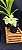 Catasetum Susan Fuchs - Claro -  Adulta - 2 - Imagem 2
