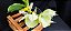 Catasetum Susan Fuchs - Claro -  Adulta - 2 - Imagem 3