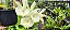 Catasetum Dragon Theet x Pileatum   -  Adulta - Imagem 2