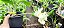 Catasetum Dragon Theet x Pileatum   -  Adulta - Imagem 3