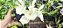 Catasetum Dragon Theet x Pileatum   -  Adulta - Imagem 4