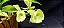 Catasetum Dragon Theet x Pileatum   -  Adulta - 2 - Imagem 1