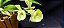 Catasetum Dragon Theet x Pileatum   -  Adulta - 2 - Imagem 2