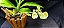 Catasetum Dragon Theet x Pileatum   -  Adulta - 2 - Imagem 3
