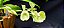 Catasetum Dragon Theet x Pileatum   -  Adulta - 2 - Imagem 4