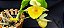 Catasetum João Stivali Amarelo de Boa Forma -  Adulta - Imagem 1