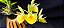 Catasetum João Stivali Amarelo de Boa Forma -  Adulta - Imagem 4