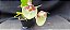 Catasetum Penang Pintalgado -  Adulta - Imagem 3