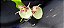 Catasetum Penang Pintalgado -  Adulta - Imagem 4