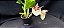 Catasetum Penang Pintalgado -  Adulta - Imagem 1