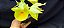 Catasetum Pileatum Amarelo Aurantiacum -  Adulta - Imagem 1