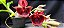 Catasetum Pileatum x Pileatum Imperialis -  Adulta - Imagem 1