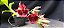 Catasetum Pileatum x Pileatum Imperialis -  Adulta - Imagem 2