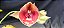 Catasetum Pileatum x Pileatum Imperialis -  Adulta - R$50,00 - Imagem 1
