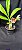 Catasetum Susan Fuchs -  Adulta - Apenas - R$ 100,00 - Imagem 3