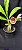 Catasetum Susan Fuchs -  Adulta - Apenas - R$ 100,00 - Imagem 4