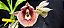 Catasetum Susan Fuchs -  Adulta - Apenas - R$ 100,00 - Imagem 1