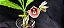 Catasetum Susan Fuchs -  Adulta - Apenas - R$ 100,00 - Imagem 2