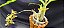Catasetum Dante prayer -  Adulta - Imagem 2