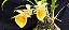 Catasetum Expansum x Pileatum Amarelo -  Adulta - Imagem 1