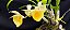 Catasetum Expansum x Pileatum Amarelo -  Adulta - Imagem 3