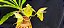 Catasetum Expansum x Pileatum Amarelo -  Adulta - Imagem 6
