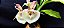 Catasetum Penang claro -  Adulta - Imagem 1
