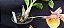 Catasetum ( Penang x Pileatum) -  Adulta - Imagem 2