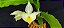 Catasetum Pileatum Creme  Adulta - Imagem 2