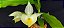 Catasetum Pileatum Creme  Adulta - Imagem 1