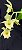 Catasetum DF Adriana Feitoza - Albina  -  Adulta - Imagem 2