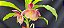Catasetum Dragon theet x pileatum  -  Adulta - Imagem 1