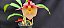Catasetum Dragon theet x pileatum  -  Adulta-2 - Imagem 1